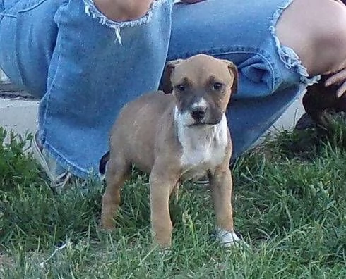 Adorali cuccioli di AMERICANO PITBULL