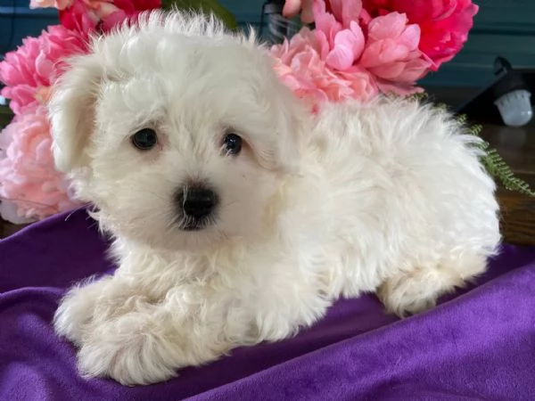 offro in adozione cucciolo 2 bichon maltaise cuccioli disponibile