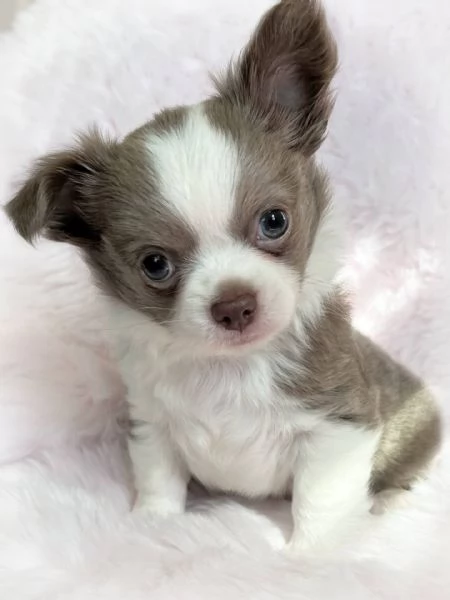 cuccioli di micro chihuahua femminucce e maschietti disponibili per l'adozione
