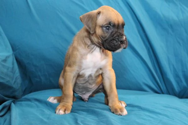 Adorabili cuccioli di boxer femminucce e maschietti disponibili per l'adozione | Foto 0