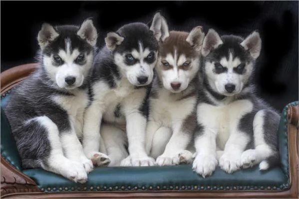 Adorabili cuccioli di siberian husky femminucce e maschietti disponibili per l'adozione | Foto 0