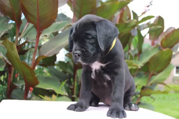 cuccioli di CANE CORSO femminucce e maschietti