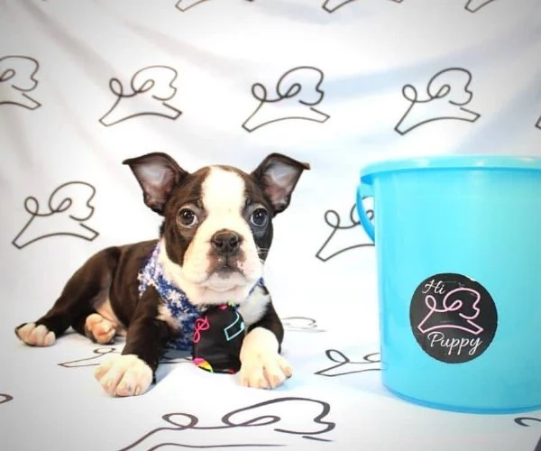Adorabili cuccioli di Boston terrier femminucce e maschietti 