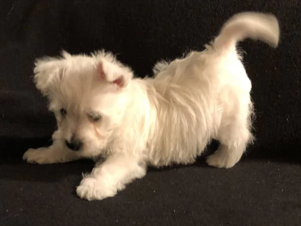 cuccioli di West highland femminucce e maschietti disponibili per l'adozione
