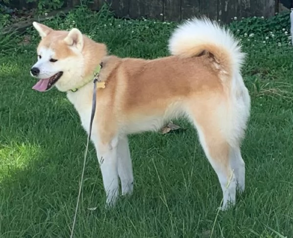 akita-inu