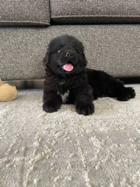 Adorabili cuccioli di australiano pastore