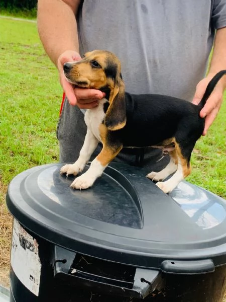 Adorabili cuccioli di beagle