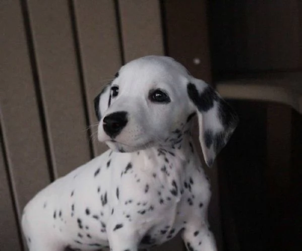 Adorabili cuccioli di dalmata femminucce e maschietti