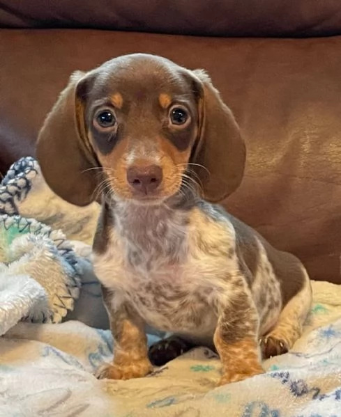 BASSOTTO CUCCIOLI disponibili per adozione