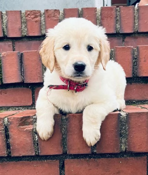 Adorabili cuccioli di golden retriever 