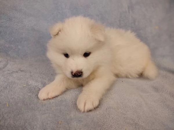 Adorabili cuccioli di samoiedo femminucce e maschietti disponibili per l'adozione 