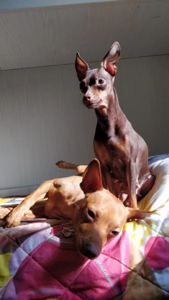 Cucciolo di Pincher | Foto 5