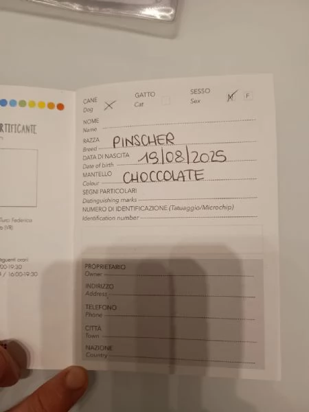 Cucciolo di Pincher | Foto 2