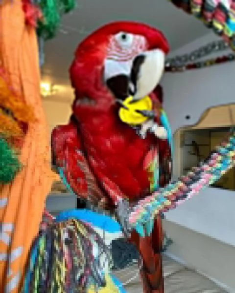 pappagalli grigi africani maschi e femmine in vendita | Foto 1