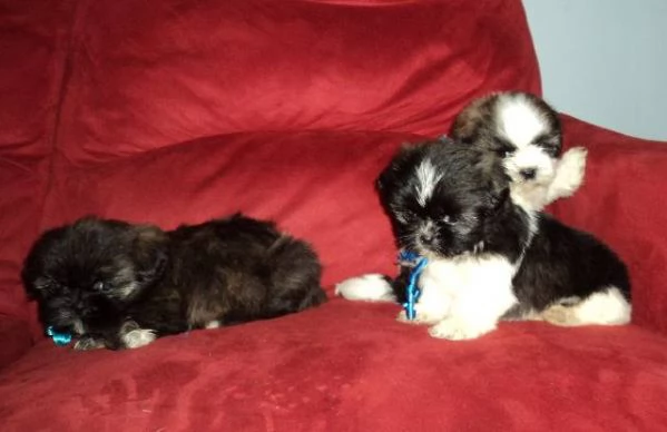 Disponibile un meraviglioso cucciolo di ShitTzu