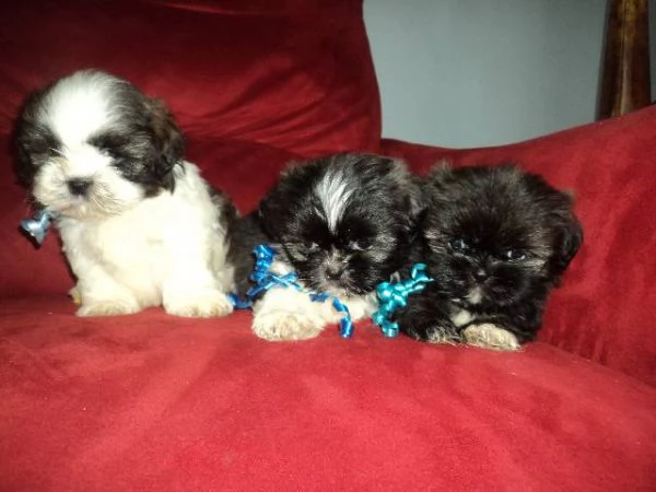 Disponibile un meraviglioso cucciolo di ShitTzu | Foto 1