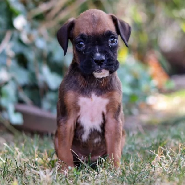 Boxer (cuccioli maschio e femmina)
