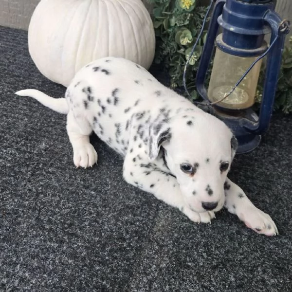 Dalmata (cuccioli maschio e femmina) | Foto 0