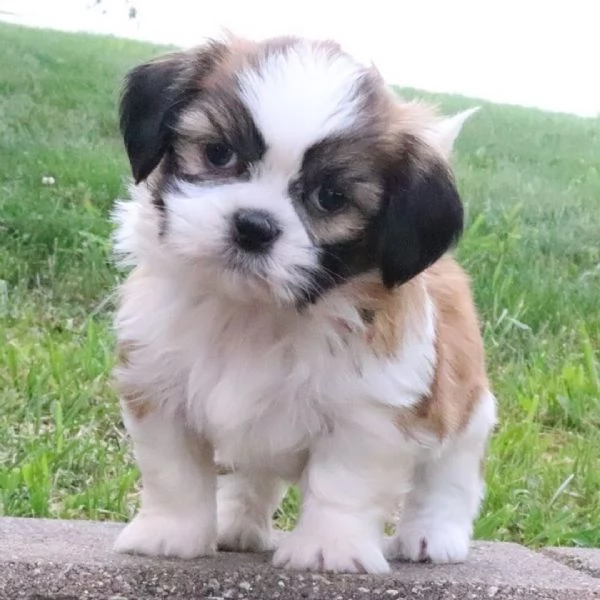 Shih Tzu Mini Toy (cuccioli maschio e femmina)