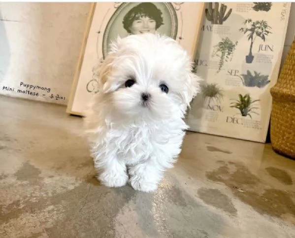 Maltese (cuccioli maschio e femmina) | Foto 0