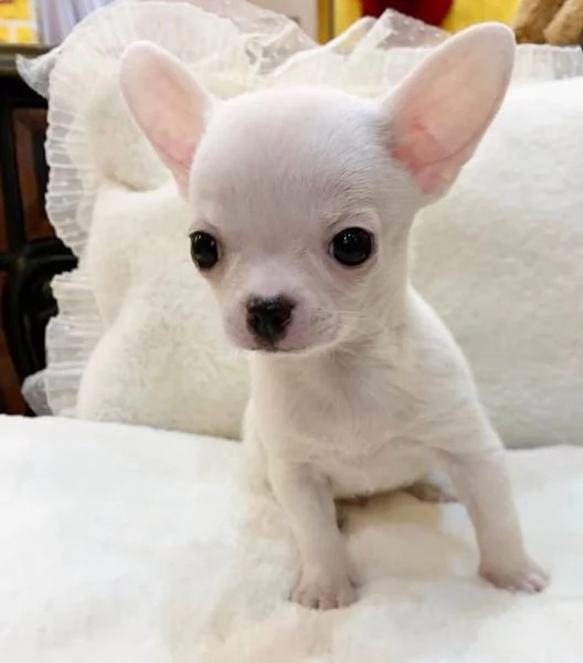 Chihuahua Toy (cuccioli maschio e femmina)