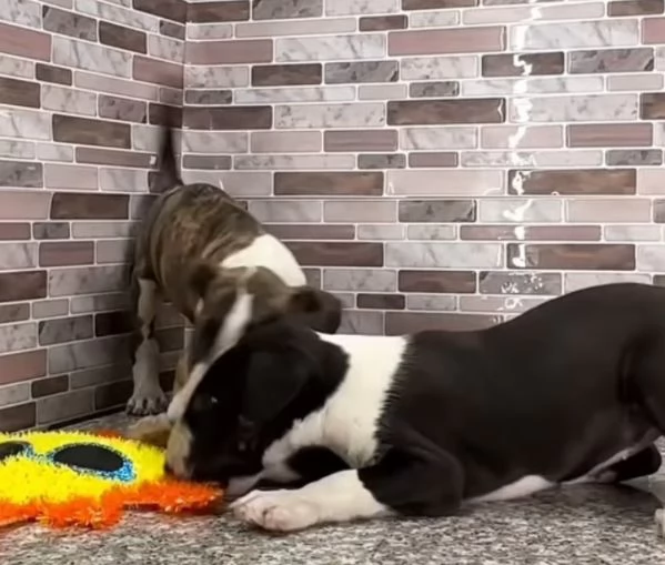 Bull Terrier (cuccioli maschio e femmina) | Foto 0