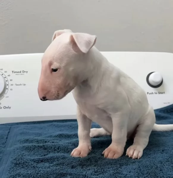Bull Terrier (cuccioli maschio e femmina)