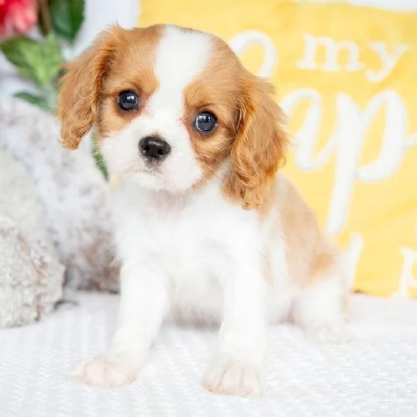 Cavalier King Charles (cuccioli maschio e femmina)