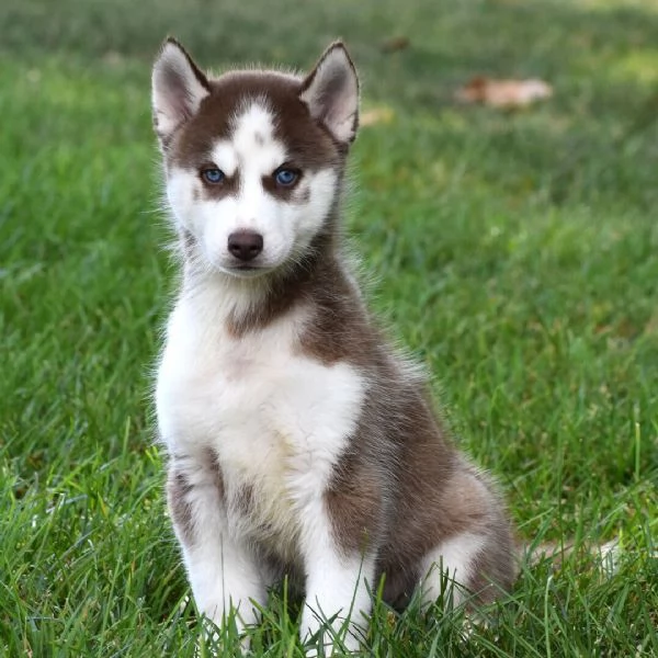 Siberian Husky (cuccioli maschio e femmina) | Foto 0