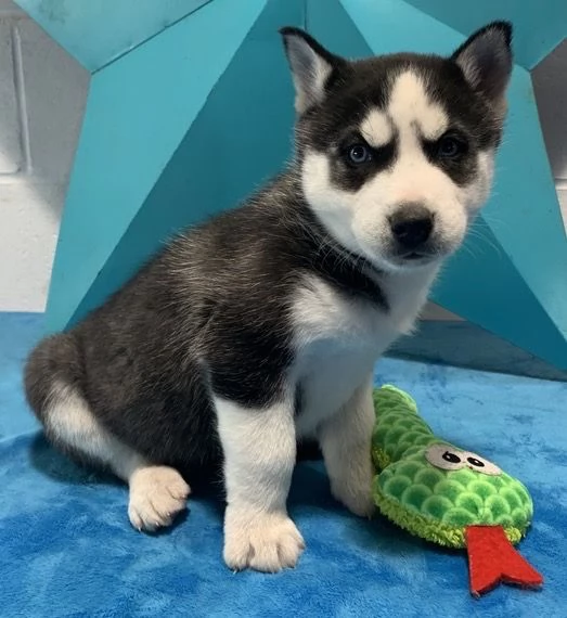 Siberian Husky (cuccioli maschio e femmina)
