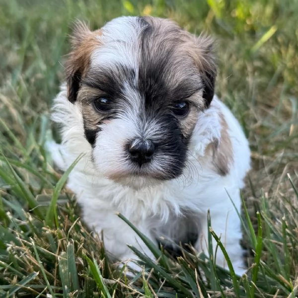 Shih Tzu Mini Toy (cuccioli maschio e femmina) | Foto 1