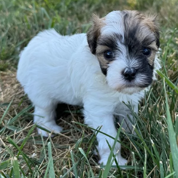 Shih Tzu Mini Toy (cuccioli maschio e femmina)