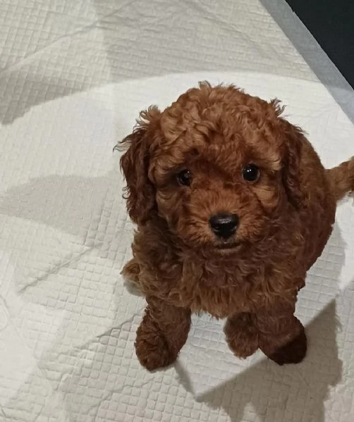 Cuccioli di Barboncino Toy | Foto 2