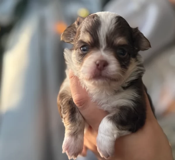 cuccioli di chihuahua mini toy disponibiliper adozione | Foto 1