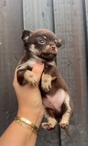 cuccioli di chihuahua mini toy disponibiliper adozione | Foto 3