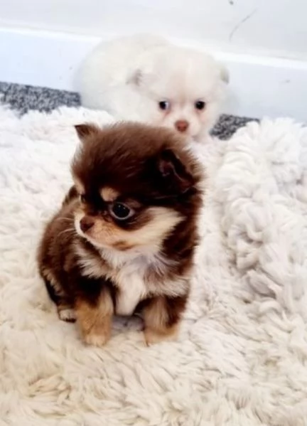 cuccioli di chihuahua mini toy disponibiliper adozione