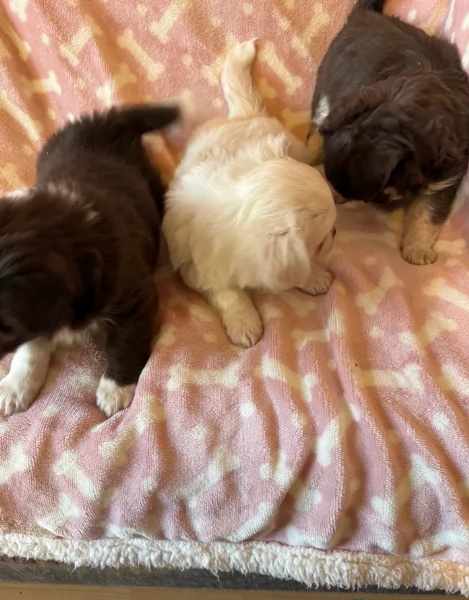 cuccioli di chihuahua mini toy disponibiliper adozione | Foto 1