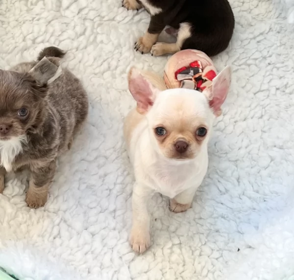 cuccioli di chihuahua mini toy disponibiliper adozione | Foto 4