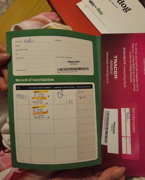 cuccioli di chihuahua mini toy disponibiliper adozione | Foto 0