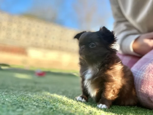 cuccioli di chihuahua mini toy disponibiliper adozione | Foto 0