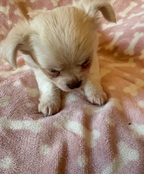 cuccioli di chihuahua mini toy disponibiliper adozione | Foto 4