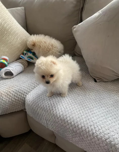 deliziosi cuccioli di pomerania toy per adozione | Foto 2