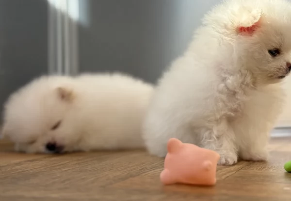 deliziosi cuccioli di pomerania toy per adozione | Foto 3