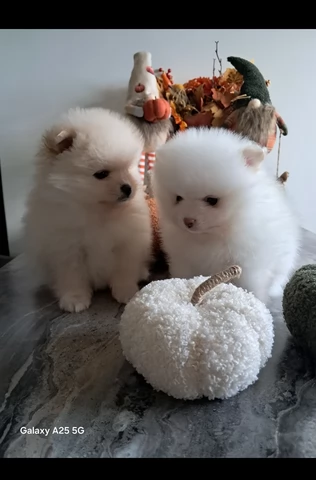 deliziosi cuccioli di pomerania toy per adozione | Foto 0
