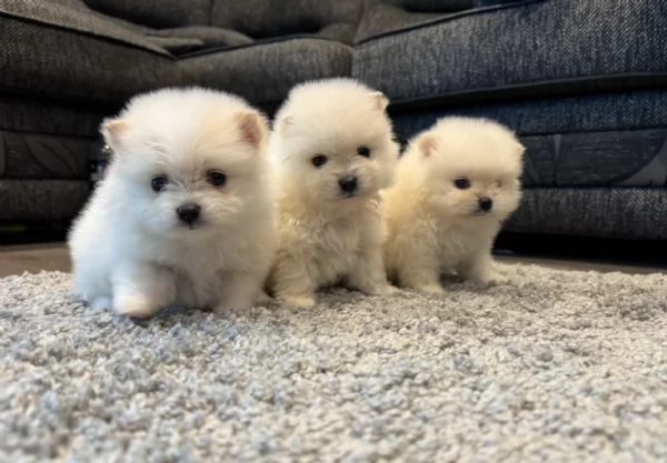 deliziosi cuccioli di pomerania toy per adozione | Foto 1