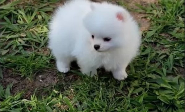 deliziosi cuccioli di pomerania toy per adozione