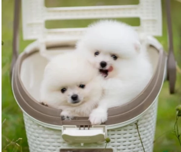 deliziosi cuccioli di pomerania toy per adozione | Foto 0