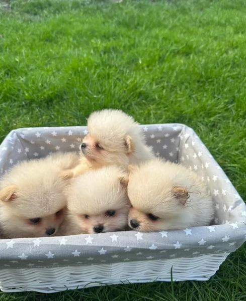 deliziosi cuccioli di pomerania toy per adozione | Foto 1