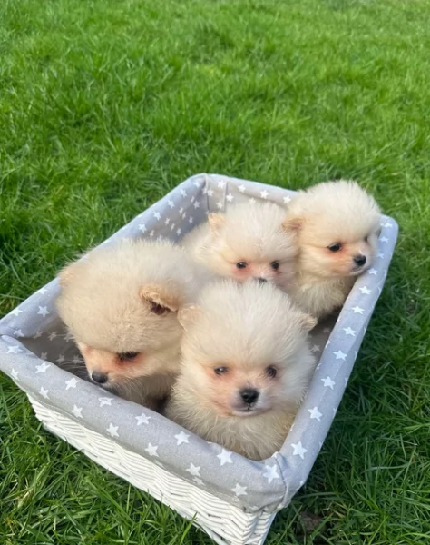 deliziosi cuccioli di pomerania toy per adozione