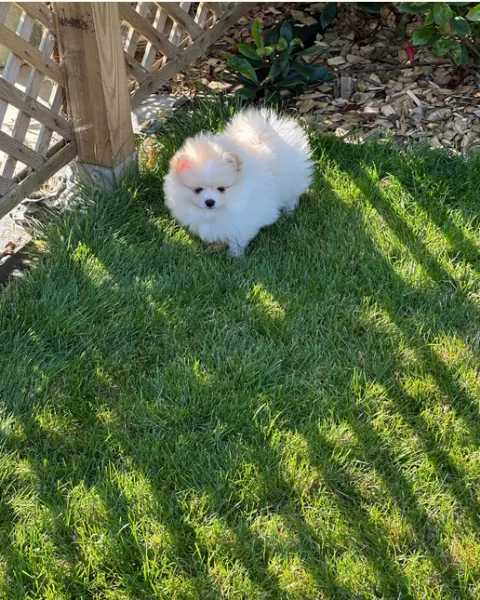 deliziosi cuccioli di pomerania toy per adozione | Foto 3